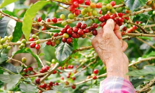 graos de cafés especiais colhido a mao