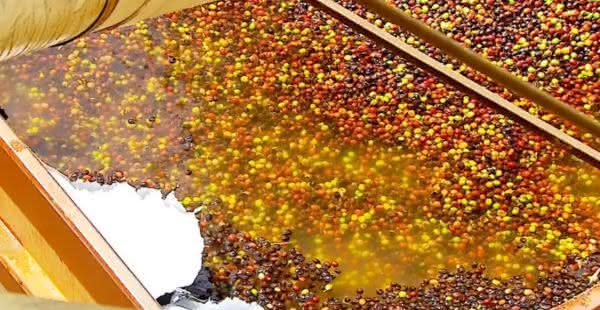 lavagem de grãos de cafe especial